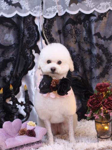 20231008MAPLEちゃん